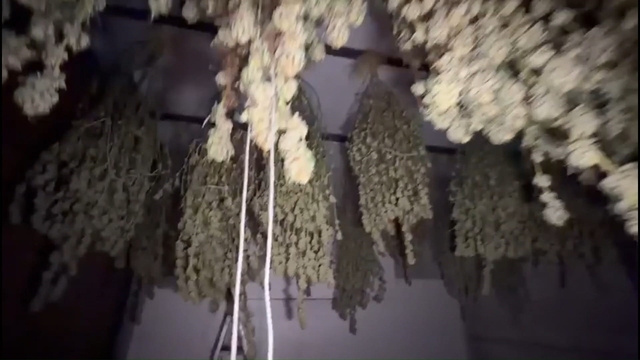 Kırklareli'nde 54 kilogram esrar ele geçirildi: 1 tutuklama