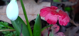 Amasya'nın dağlarında çiçekler açmaya başladı: "Anadolu'daki bitkiler milli...