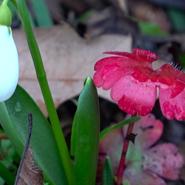 Amasya'nın dağlarında çiçekler açmaya başladı: "Anadolu'daki bitkiler milli...