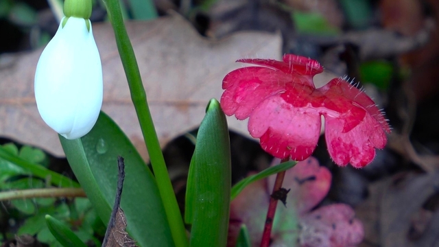Amasya'nın dağlarında çiçekler açmaya başladı: "Anadolu'daki bitkiler milli servet"