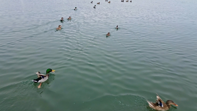 Bitlis'te sazlıklar dondu, kuşlar gölde toplandı