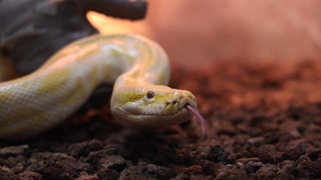 Denizli'de el konulan nesli tehlike altındaki piton Konya'da koruma altına alındı