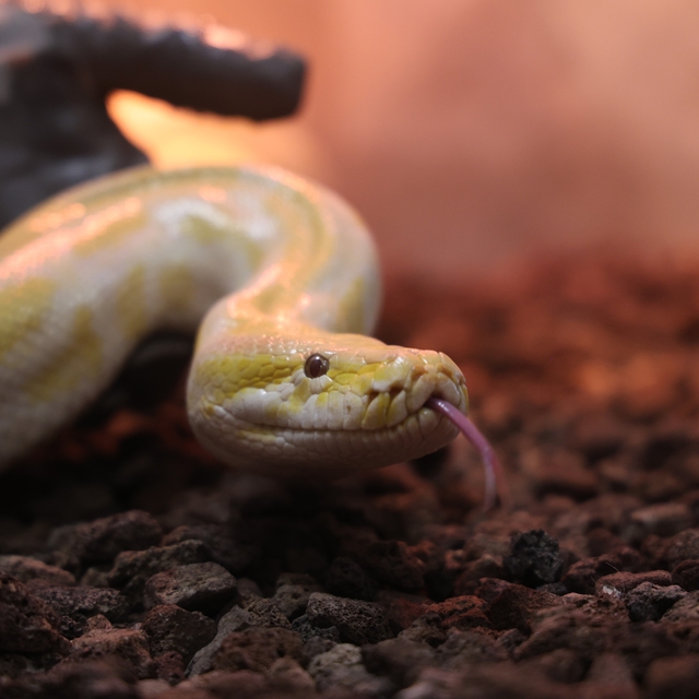 Denizli'de el konulan nesli tehlike altındaki piton Konya'da koruma altına...