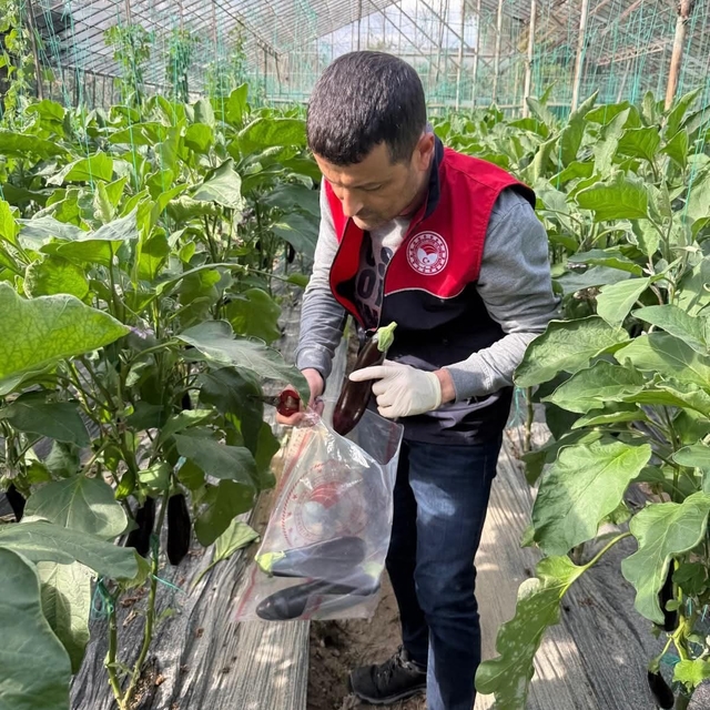 Manavgat'ta seralarda hasat öncesi pestisit denetimi