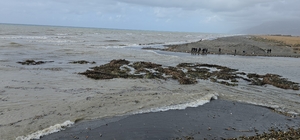 Su sümbülleri denize sürüklendi