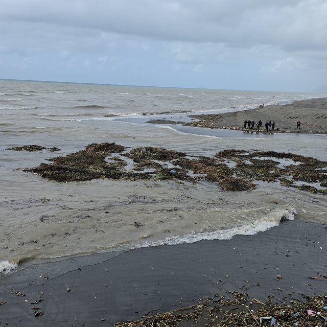 Su sümbülleri denize sürüklendi