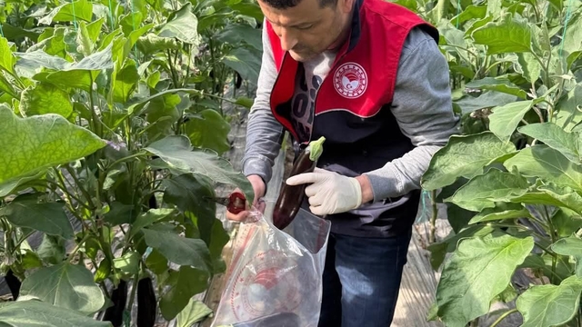 Manavgat'ta seralarda hasat öncesi pestisit denetimi