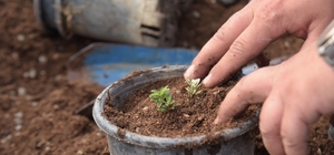 Bilecik'te park ve bahçelerden bahara hazırlık