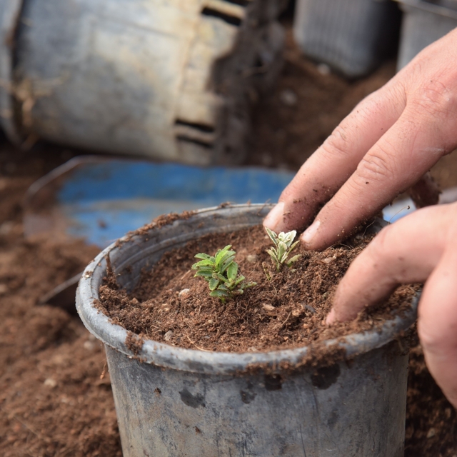 Bilecik'te park ve bahçelerden bahara hazırlık