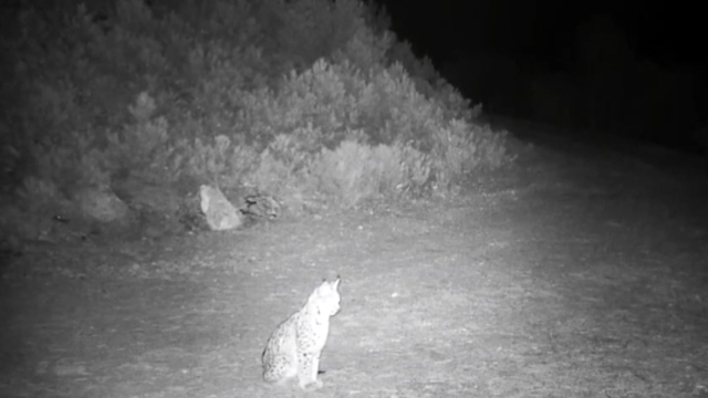 "Ormanın hayaleti" vaşak kamerada