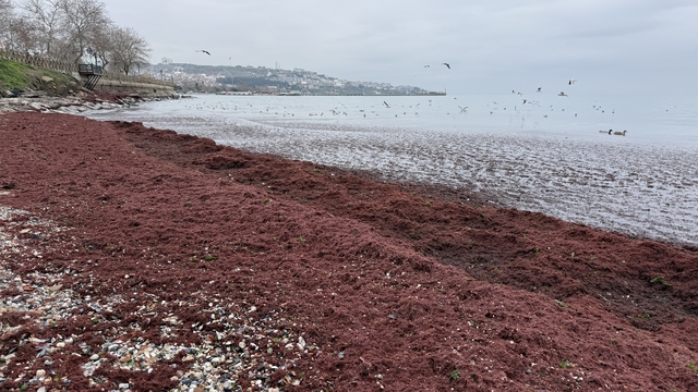 Tekirdağ'da poyraz nedeniyle sahilin bir kısmı kırmızı yosunla kaplandı