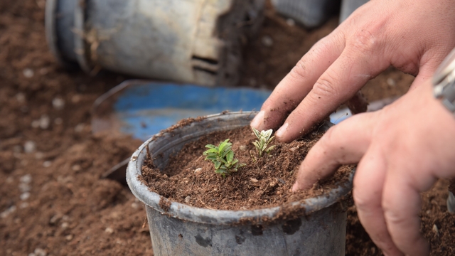 Bilecik'te park ve bahçelerden bahara hazırlık