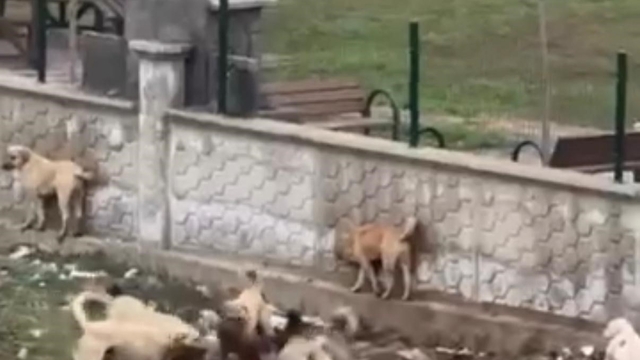 Diyarbakır'da sokak köpeklerinin bir köpeği parçalamaya çalıştığı anlar kamerada