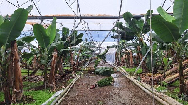 TARSİM, Antalya'daki selden etkilenen üreticilere 586 milyon lira hasar ödemesi yapacak