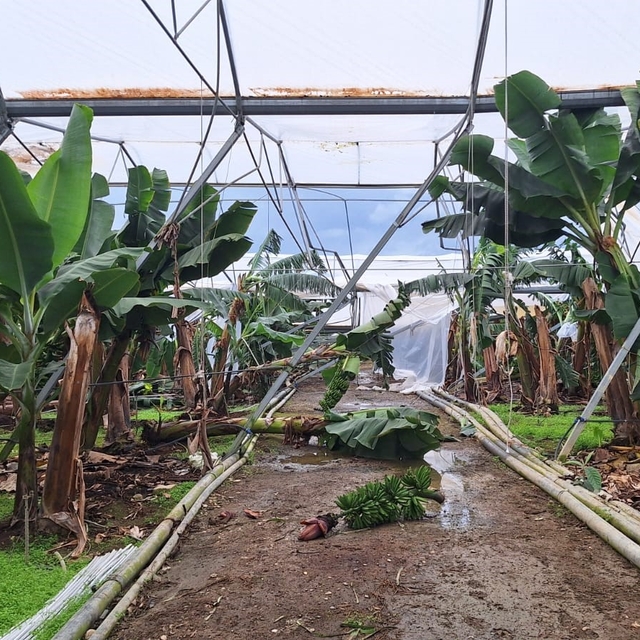 TARSİM, Antalya'daki selden etkilenen üreticilere 586 milyon lira hasar öde...