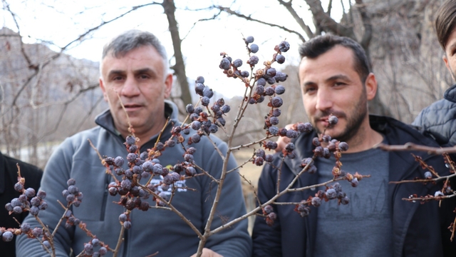 Kara hurmayı Şubat ayında dalından yiyorlar