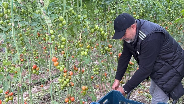 Fanatik üreticinin 'Kante' sevgisi: Domatesleri topladığı kasaya bile onun adını yazdırdı
Antalyalı çiftçi, toplanan domatesleri yıldız futbolcunun ismini yazdırdığı kasalara Kante için seslendirilen müzik eşliğinde koyuyor