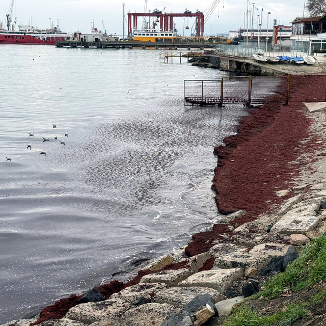 Tekirdağ'da deniz kıyıları kırmızı renge büründü