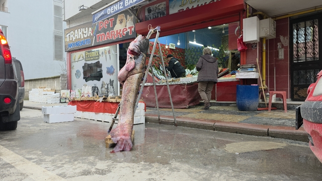 Taşkın dev balığı kıyıya attı: 102 kilo, 2.40 metre
Sular çekildi, dev yayın ortaya çıktı
