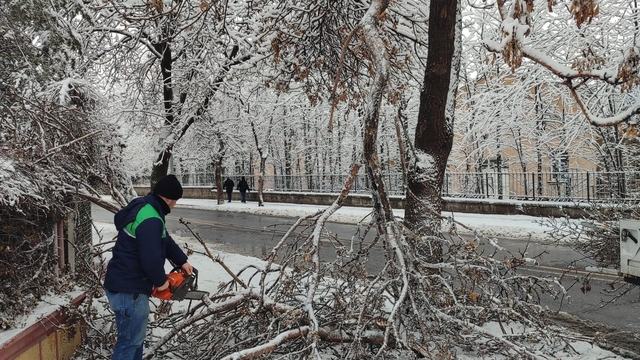 Kayseri Büyükşehir'den kış çalışmalarında ağaç güvenliği seferberliği