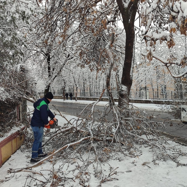 Kayseri Büyükşehir'den kış çalışmalarında ağaç güvenliği seferberliği