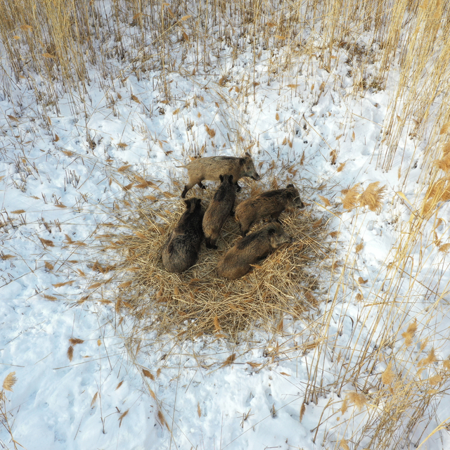 Iğdır'da domuz sürüsü dronla görüntülendi