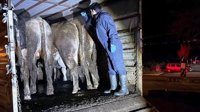Simav'da hayvan hareketlerine yönelik yol kontrolü