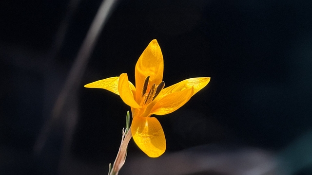 Endemik çiçekler Çameli'nde baharı müjdeliyor