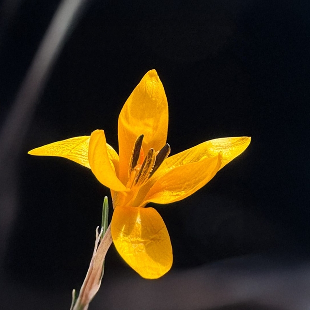 Endemik çiçekler Çameli'nde baharı müjdeliyor