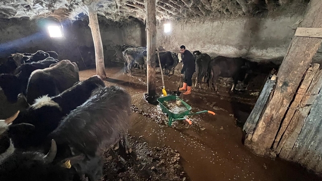 Yüksekova'da sağanak; ahırları su bastı