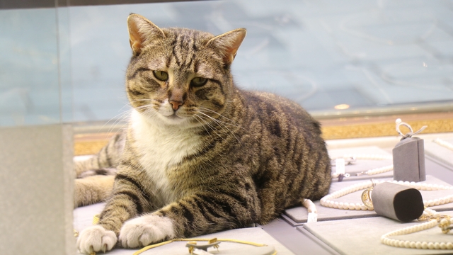 Bu kedi altınların arasında uyuyor
Sakaryalı kuyumcunun vefalı mesai arkadaşı
Altınların bekçisi "Şaziye", esnafı her sabah kapıda karşılıyor