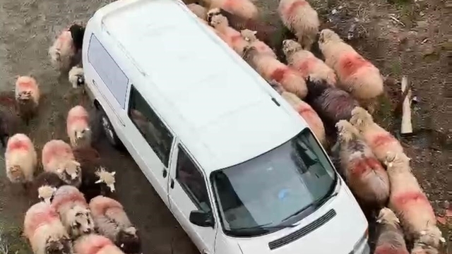 Trabzon'da ilginç görüntüler
Koyun sürüsü park halindeki aracın etrafında halka oluşturup döndü