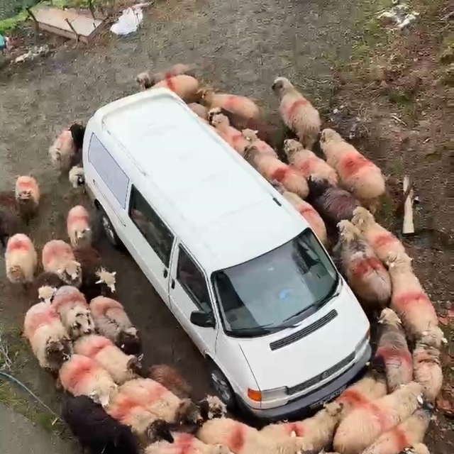 Trabzon'da ilginç görüntüler
Koyun sürüsü park halindeki aracın etrafında h...