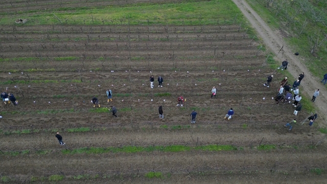 Tekirdağ'da  bağ budama yarışması