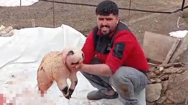 Bitlis'te ölü doğan kuzu, panda yavrusuna benzerliğiyle şaşırttı