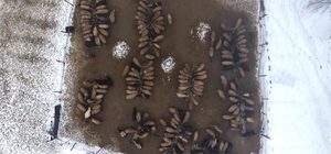 Muş'ta devlet desteğiyle hayvan sayısı arttı