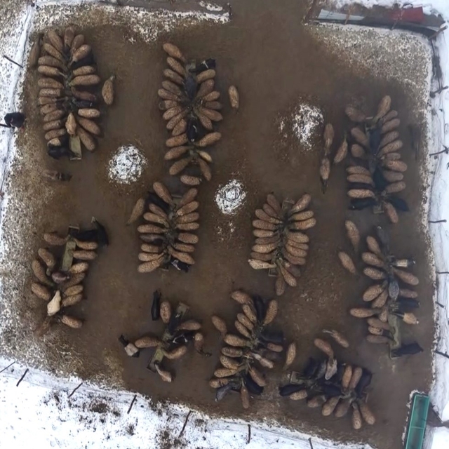 Muş'ta devlet desteğiyle hayvan sayısı arttı