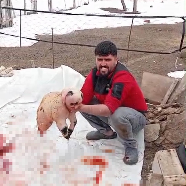 Bitlis'te ölü doğan kuzu, panda yavrusuna benzerliğiyle şaşırttı