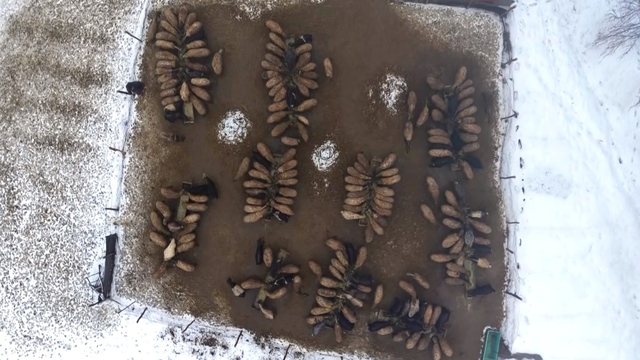 Muş'ta devlet desteğiyle hayvan sayısı arttı