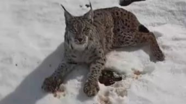Yaralı vaşağı gören tır şoförü 'İnsanlık ölmemiş' dedirtti