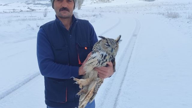 Bayburt'ta duyarlı vatandaşın yaralı halde bulduğu puhu kuduz çıktı