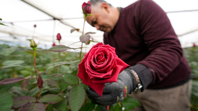İzmir'de gül yetiştirilen seralarda Sevgililer Günü mesaisi