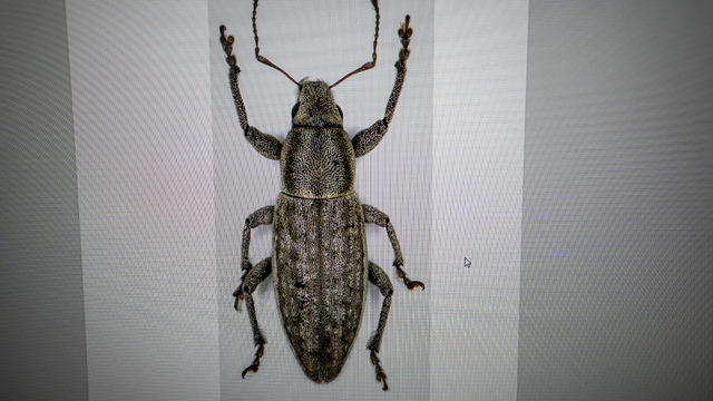 Bilim insanı çift, keşfettikleri böcekleri şehir ve bitki adıyla literatüre kazandırdı