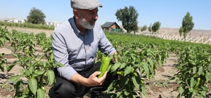 Başkan Çolakbayrakdar: "Toprağımıza bereket, çiftçimize yeni kazanç kapısı...