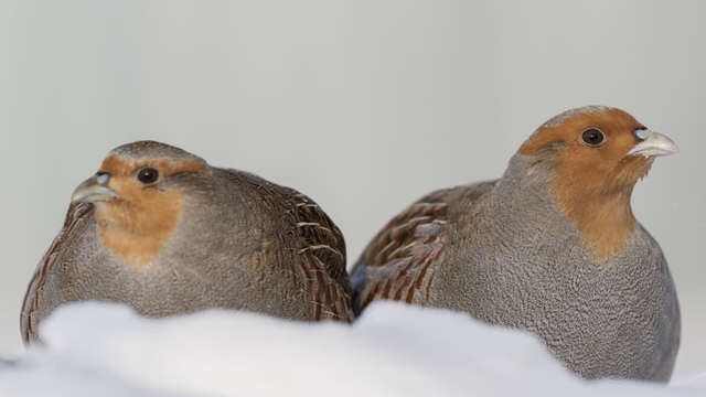 Moskova'da eksi 25 derecede çil keklikleri görüntüledi