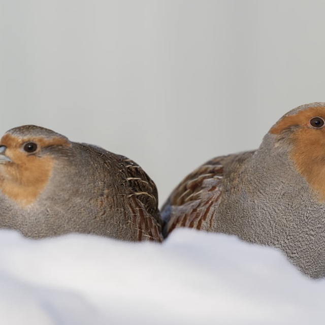 Moskova'da eksi 25 derecede çil keklikleri görüntüledi