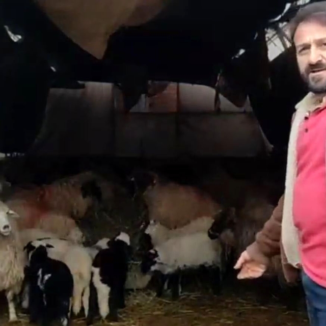 Koyunlar minibüsün etrafında dakikalarca döndü