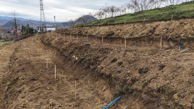 Ordu'da fındıkta verimi arttırmak için yeni teknikler