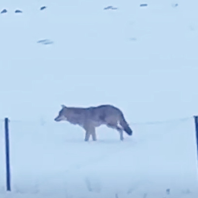 Yalnızçam Dağları'nda 3 ayaklı kurdun yaşam mücadelesi