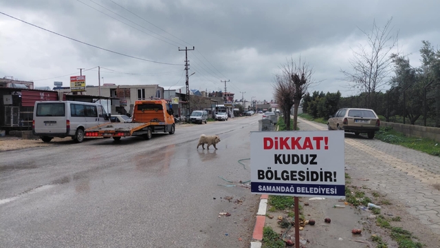 Hatay'da 4 mahalle kuduz nedeniyle karantinaya alındı